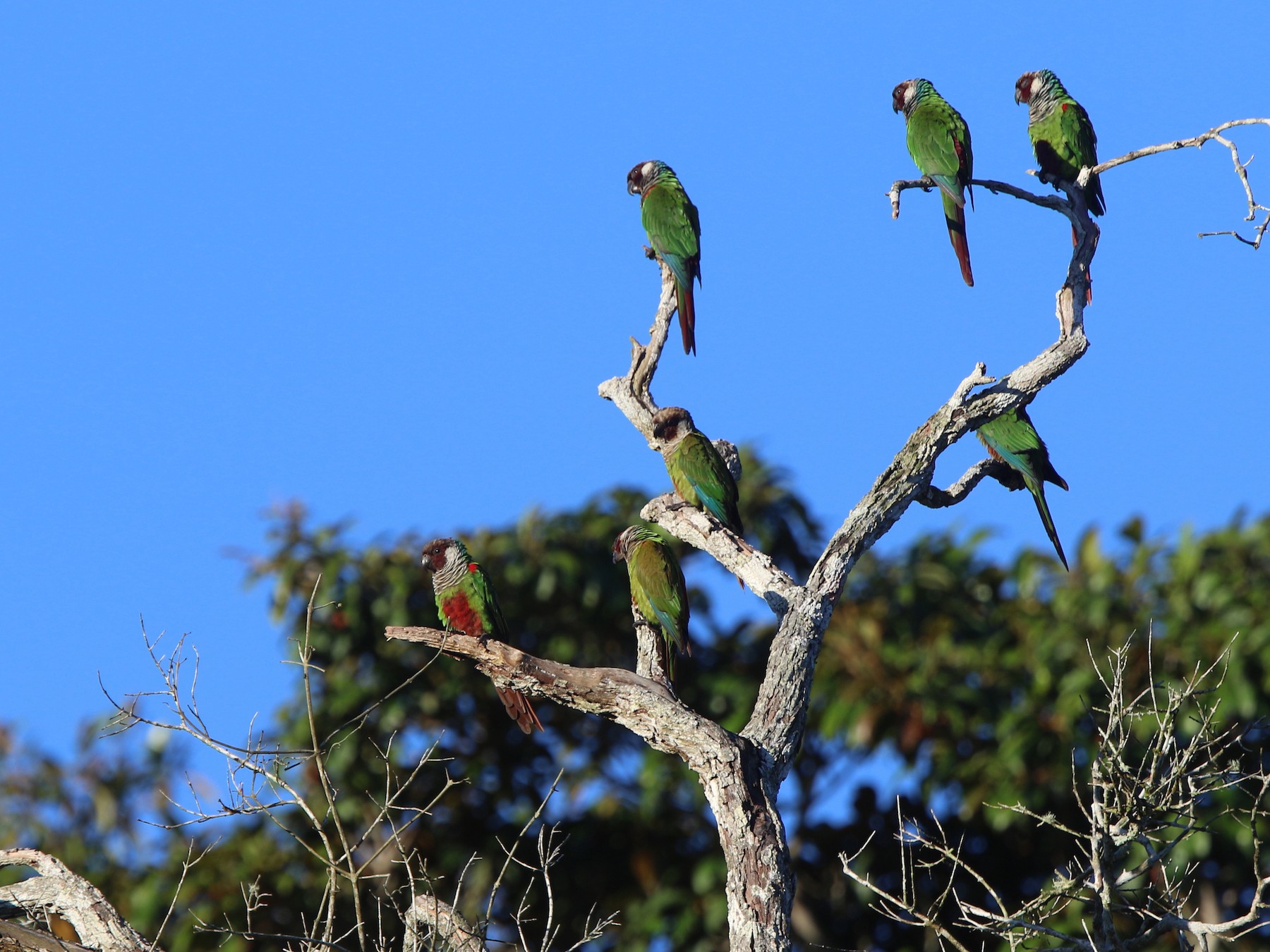 Gray-breasted Parakeet - Ian Thompson