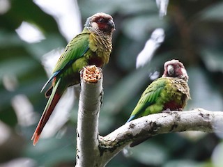 Maroon-faced Parakeet - eBird