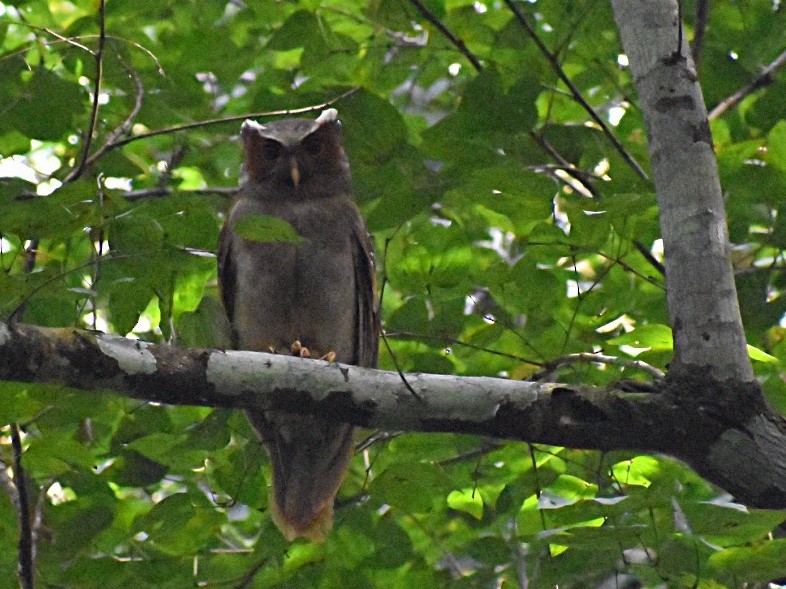 Crested Owl - ML188532311