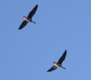 Greater White-fronted Goose, ML188544991