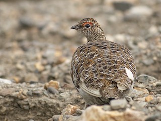 arctic ptarmigan