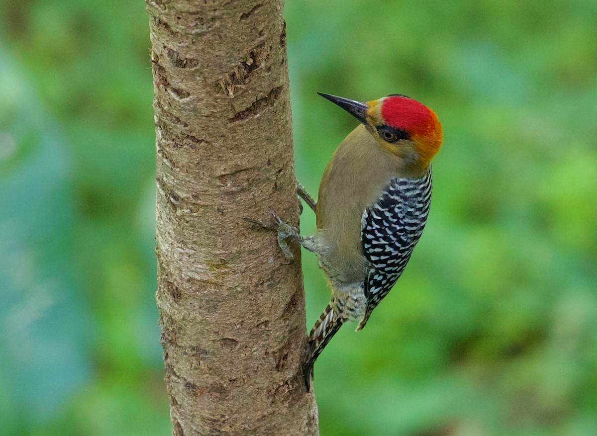 Golden-cheeked Woodpecker - ML188547031