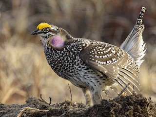  - Sharp-tailed Grouse