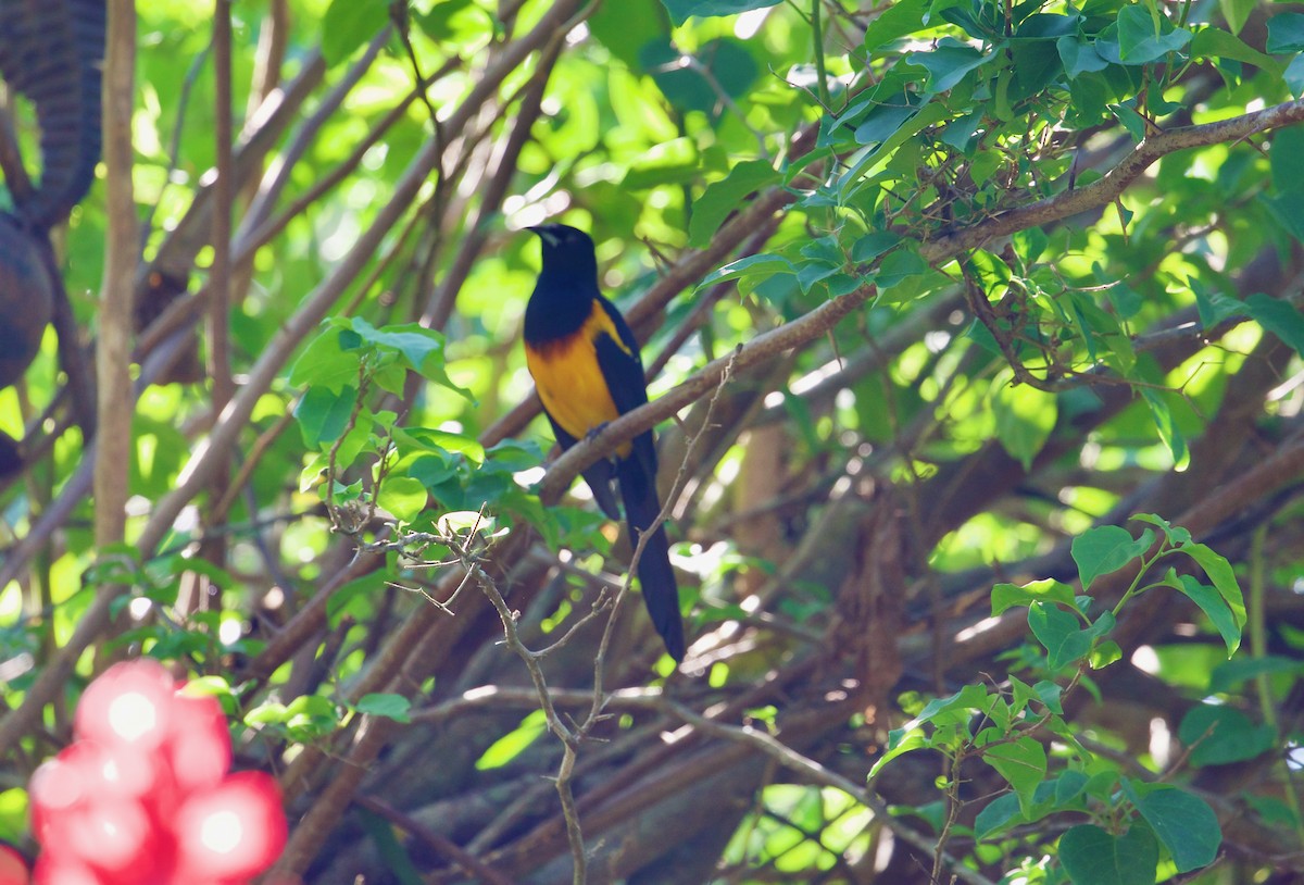 Black-vented Oriole - Andrew Kenny
