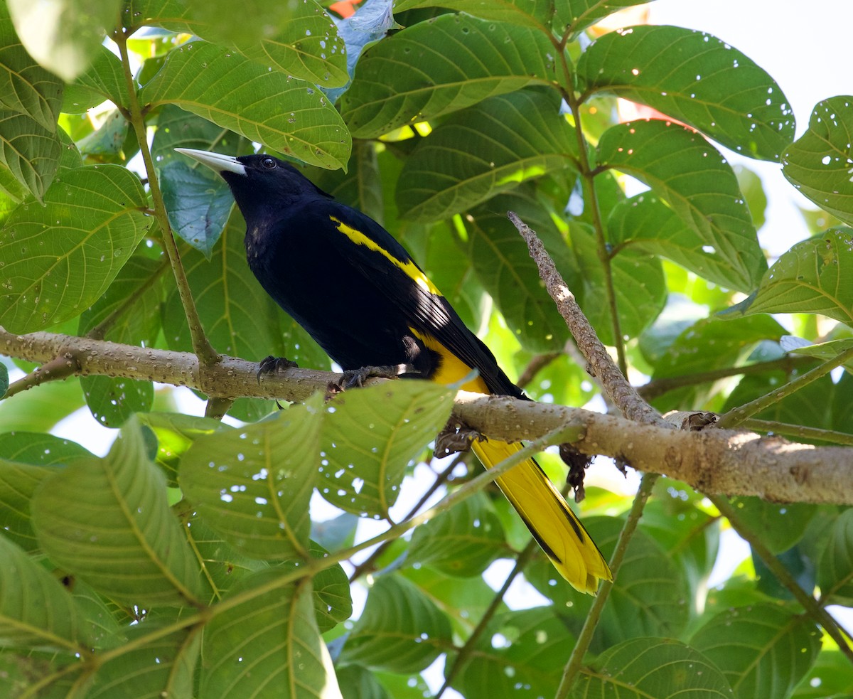 Yellow-winged Cacique - ML188547981