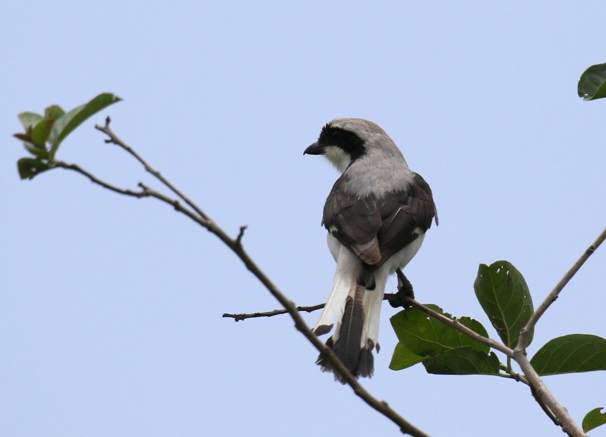 Gray-backed Fiscal - ML188549671