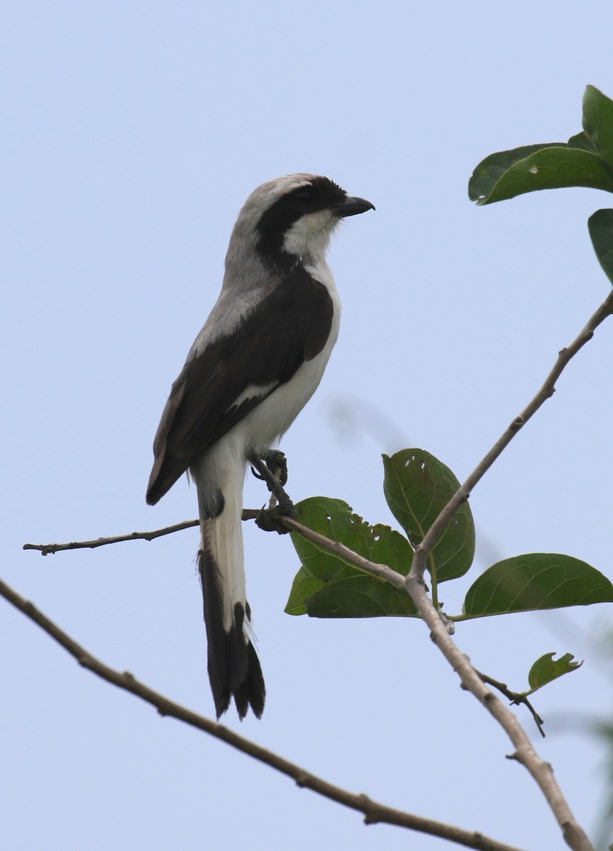 Gray-backed Fiscal - ML188549691