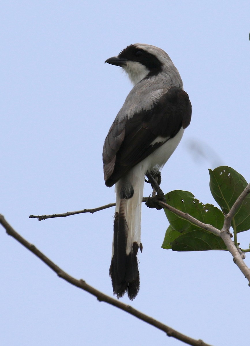 Gray-backed Fiscal - ML188549701
