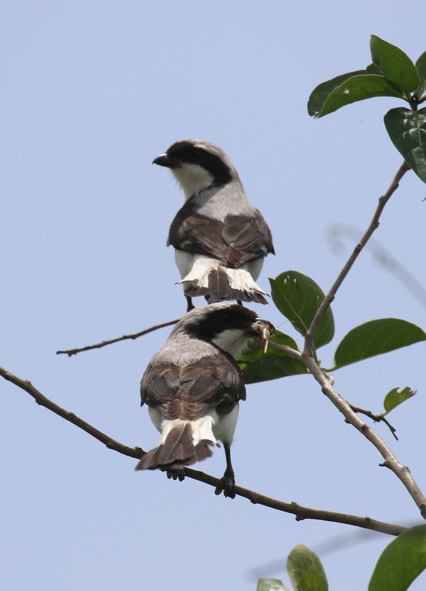 Gray-backed Fiscal - ML188549741