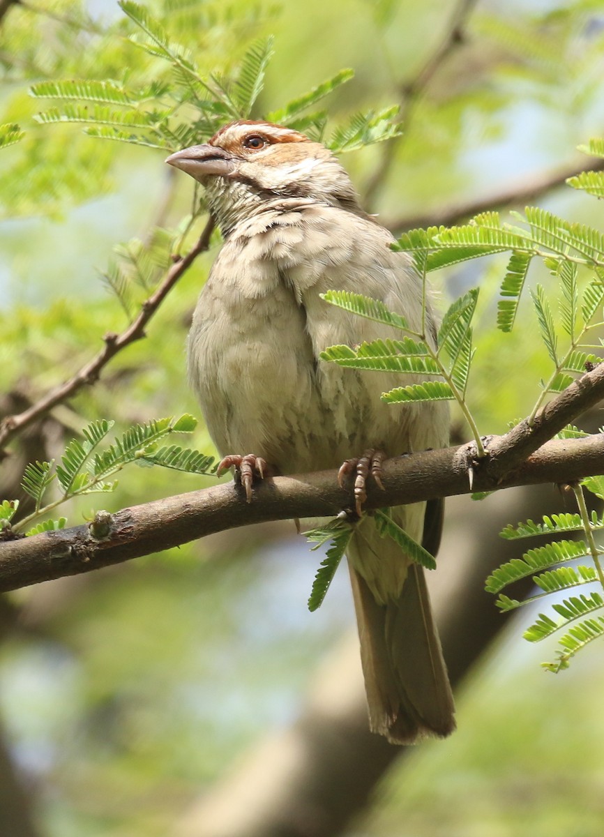 Chestnut-crowned Sparrow-Weaver - ML188549861