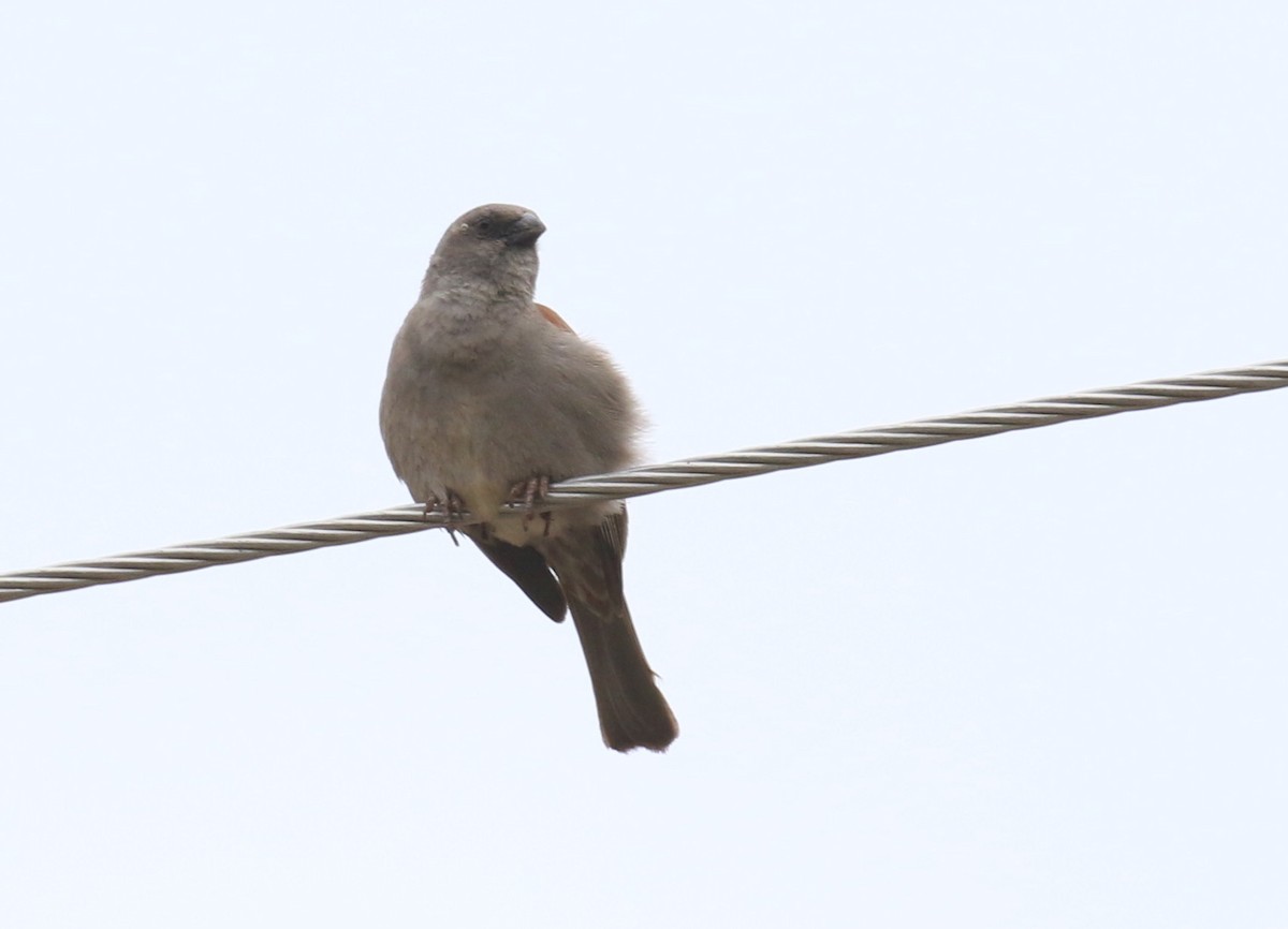Parrot-billed Sparrow - Fikret Ataşalan