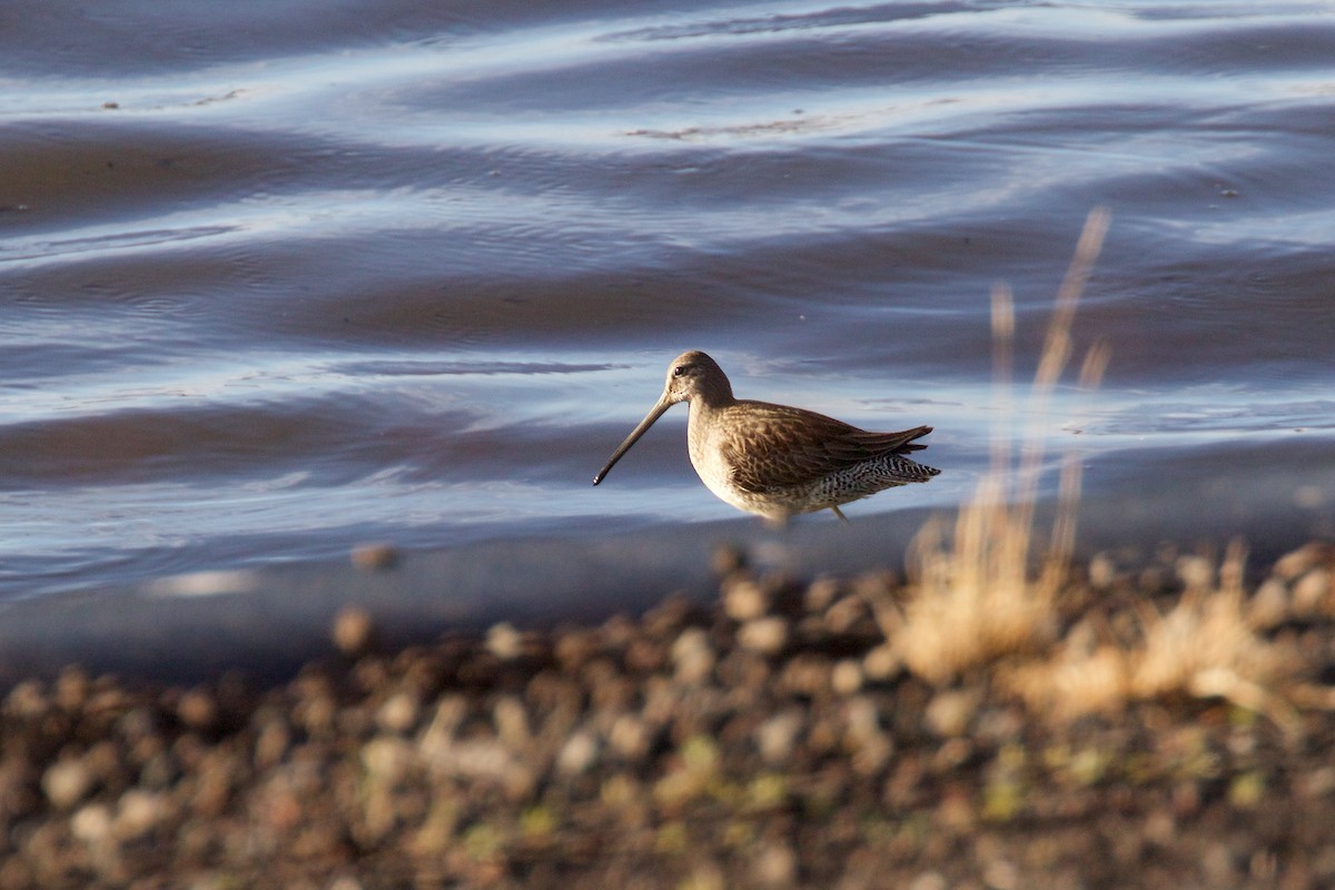 Long-billed Dowitcher - ML188551431
