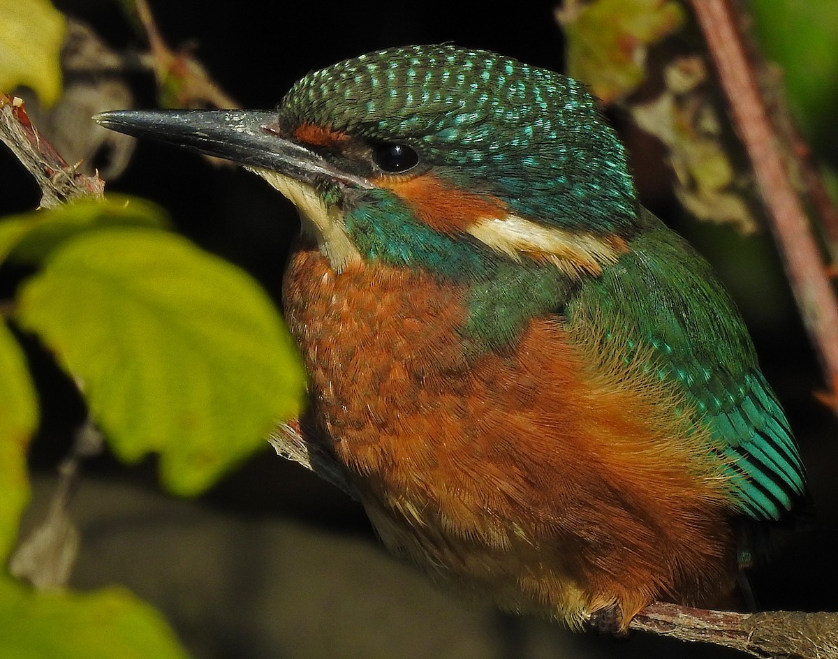 Common Kingfisher - Brian Carruthers