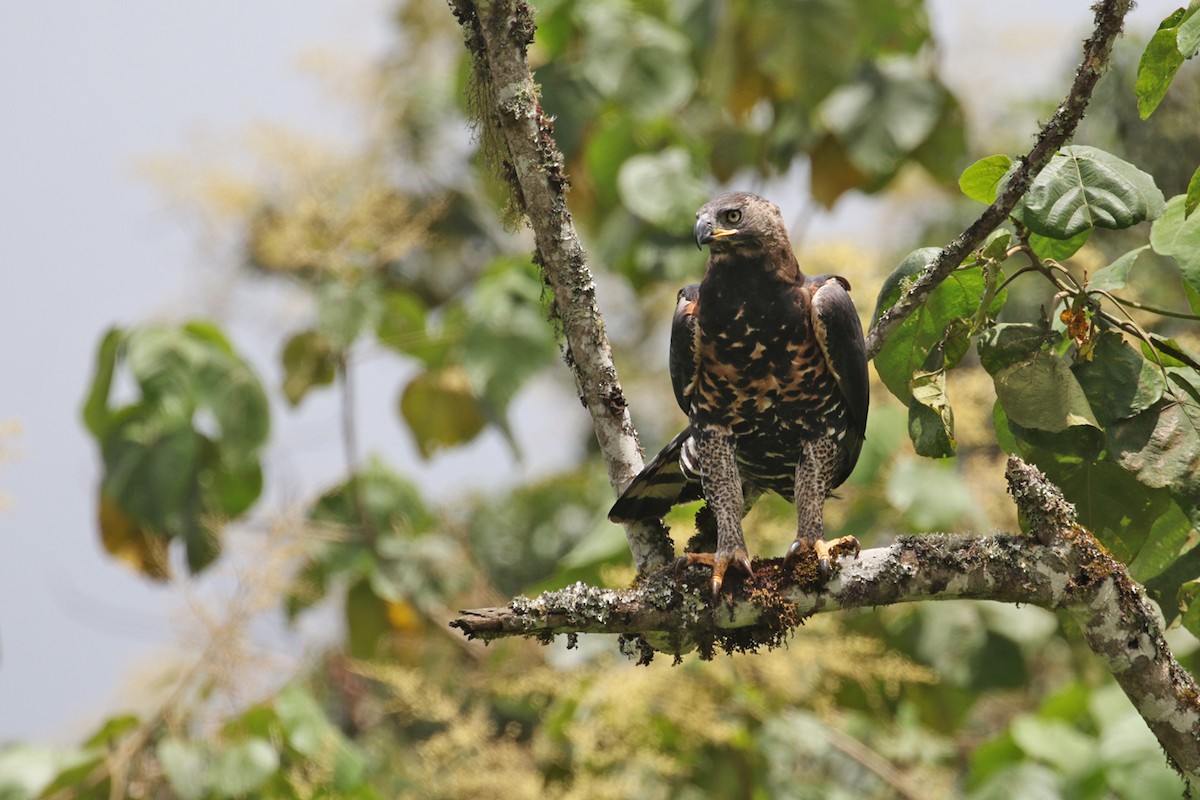 Crowned Eagle - Charley Hesse TROPICAL BIRDING