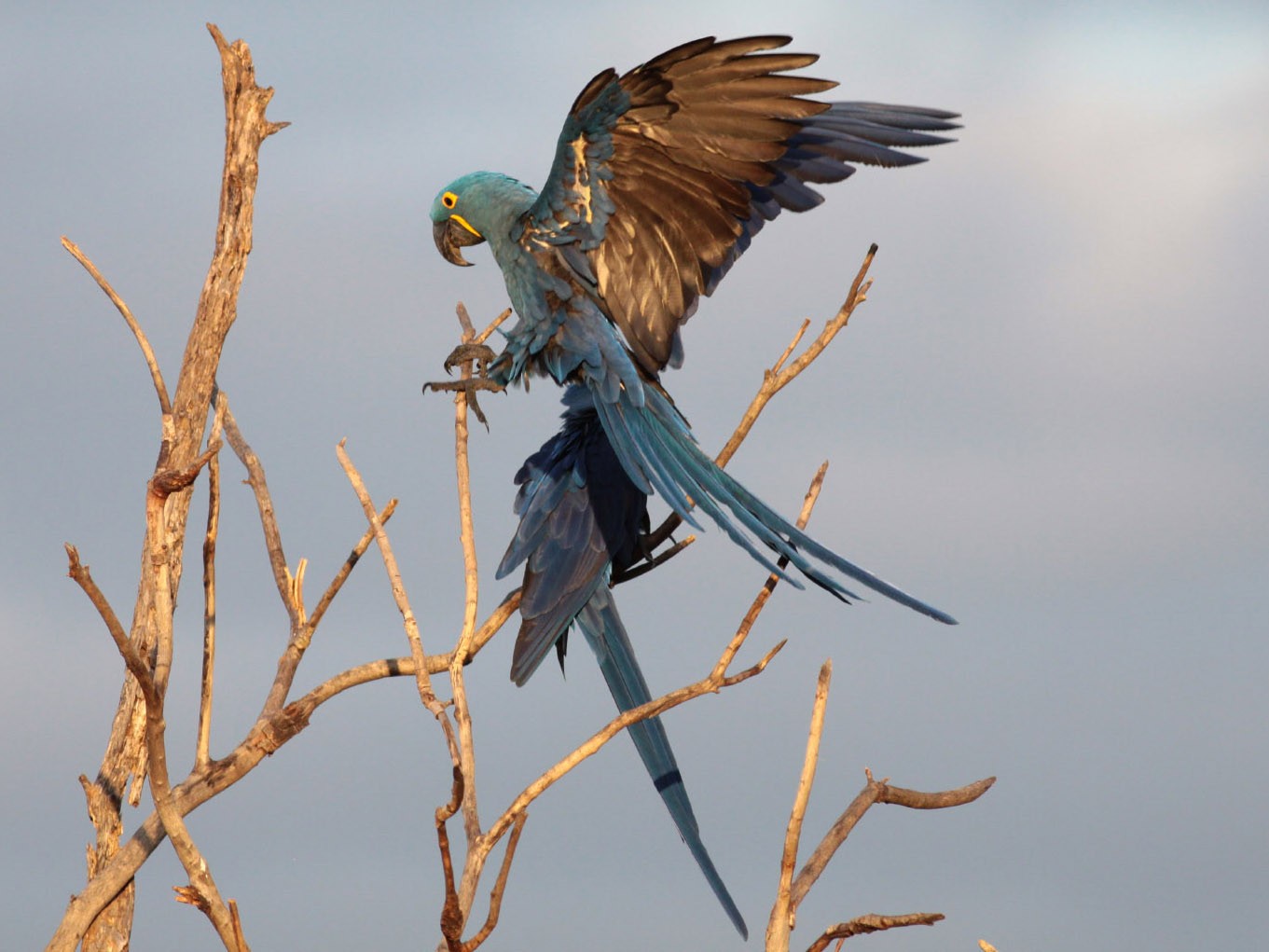 Hyacinth Macaw - Michael Todd