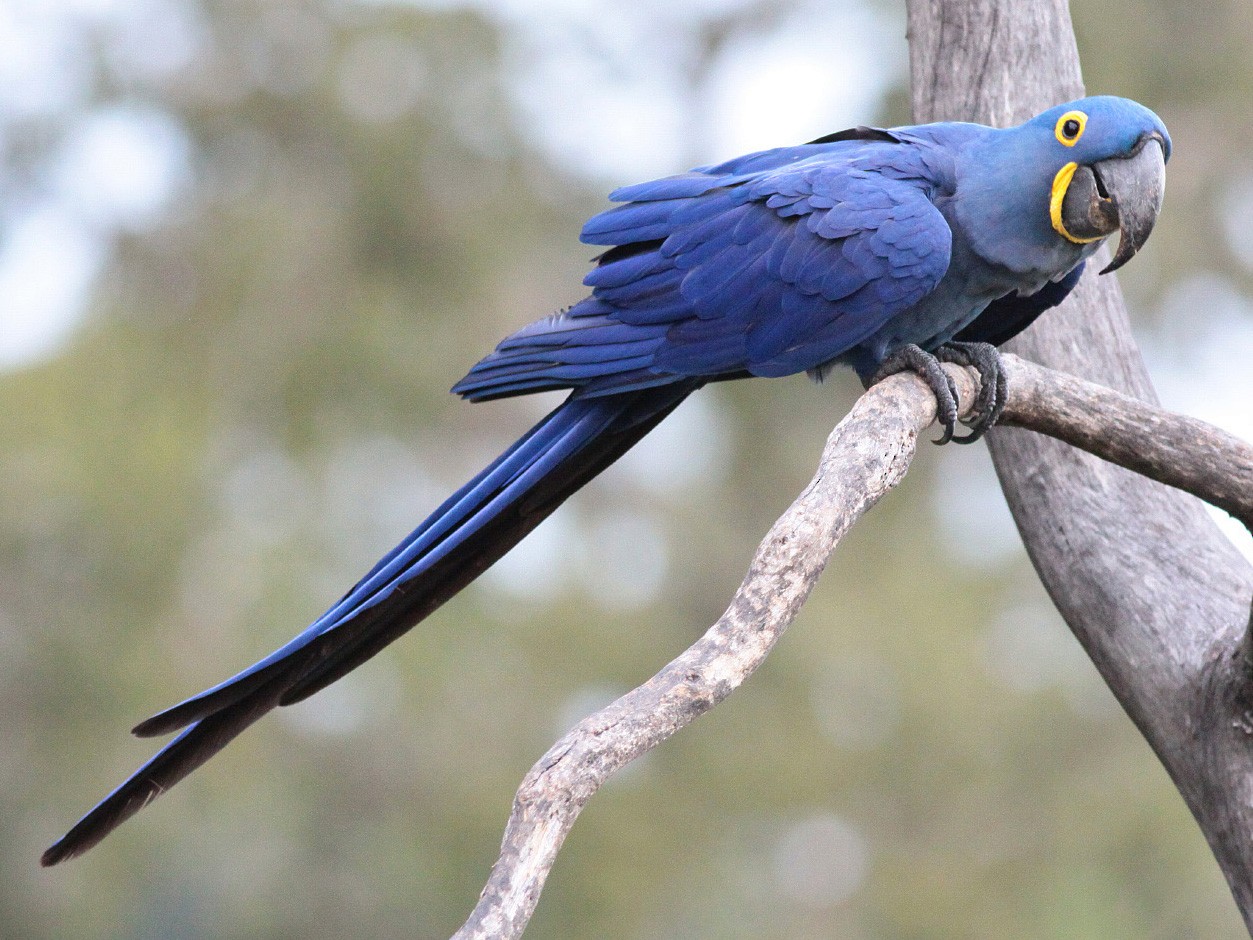 Hyacinth Macaw - eBird