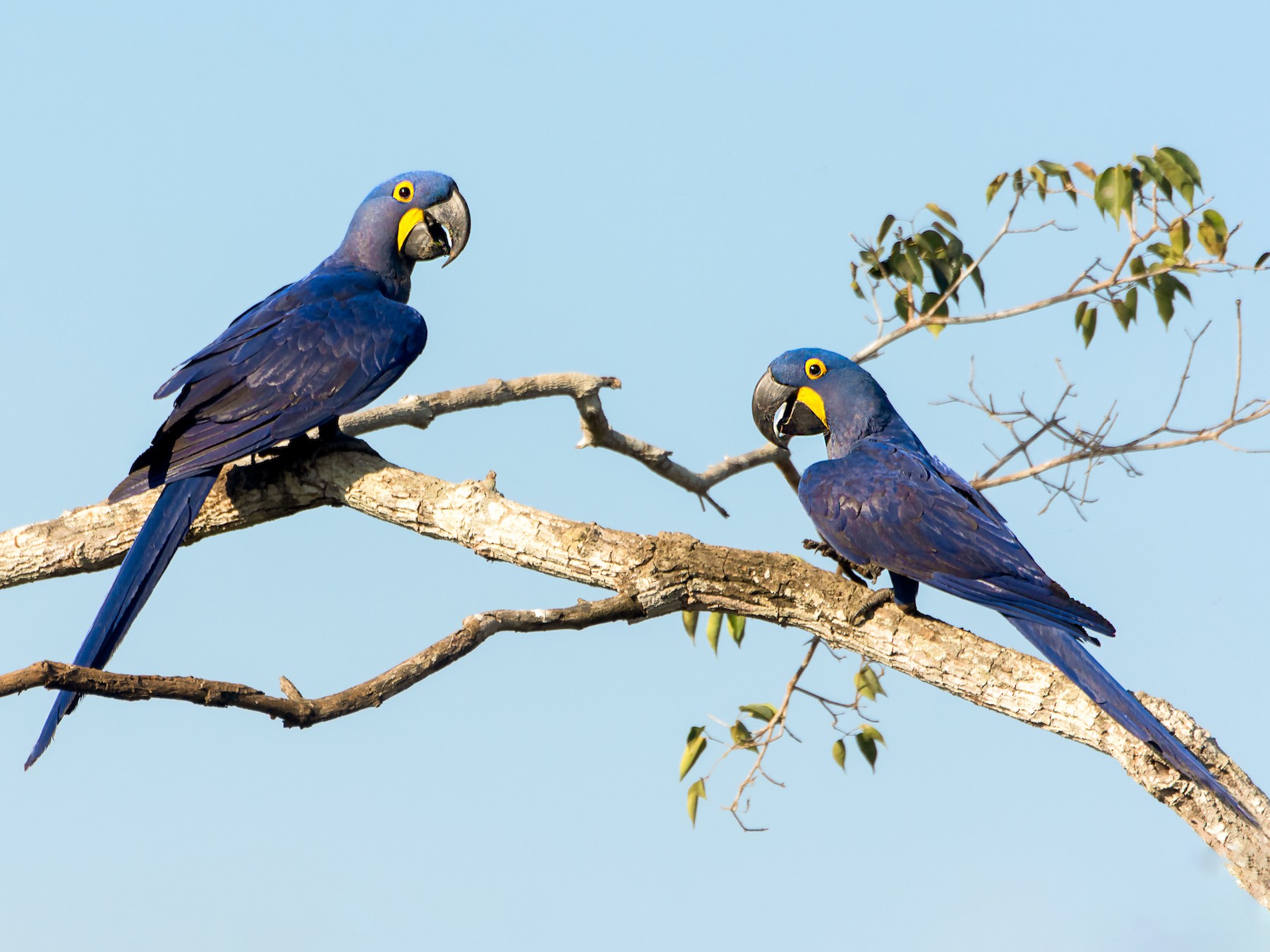 Hyacinth Macaw - George Pagos