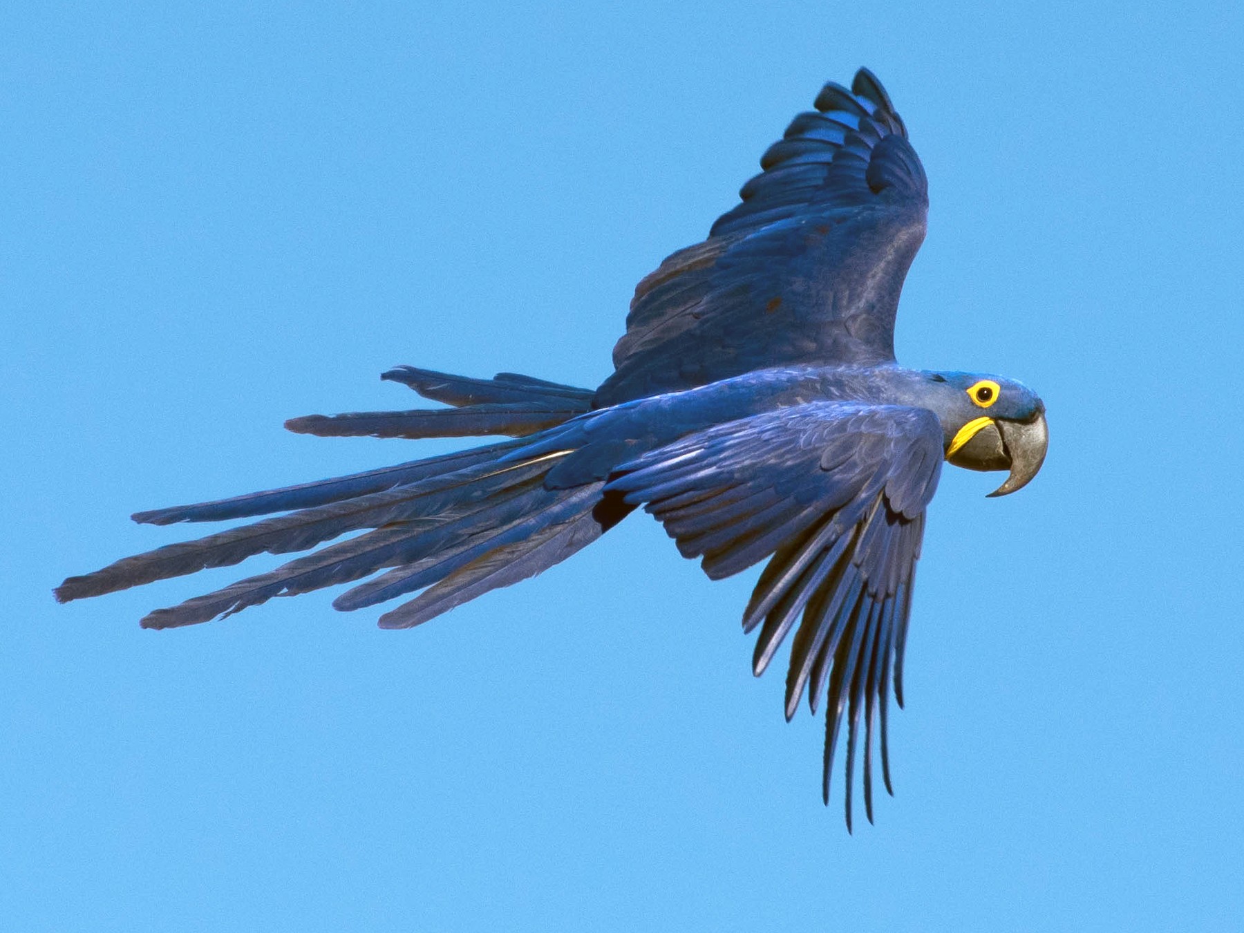 Hyacinth Macaw - Naíla  Lepre