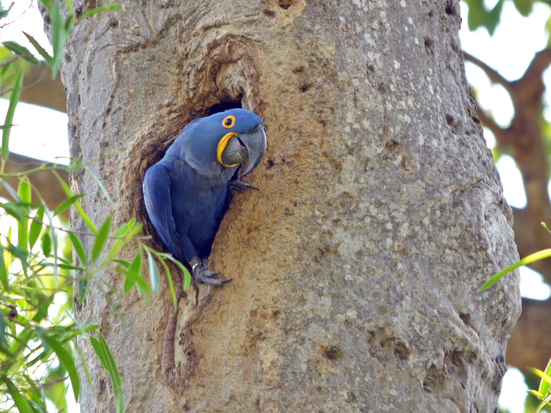 スミレコンゴウインコ Ebird