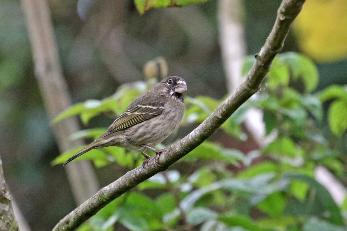 Thick-billed Seedeater - ML188555491