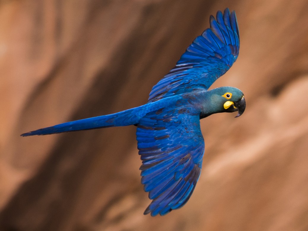 Indigo Macaw - Claudia Brasileiro