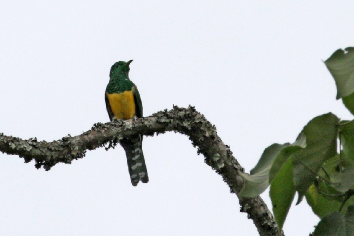 African Emerald Cuckoo - ML188555861