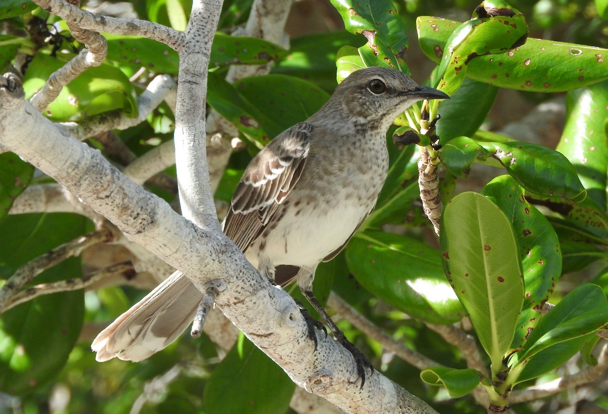 Bahama Mockingbird - Noam Markus
