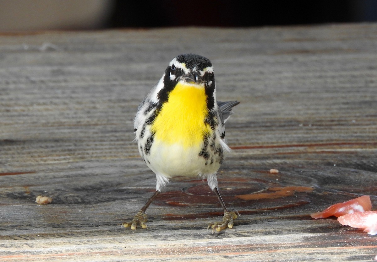 Yellow-throated Warbler - Noam Markus