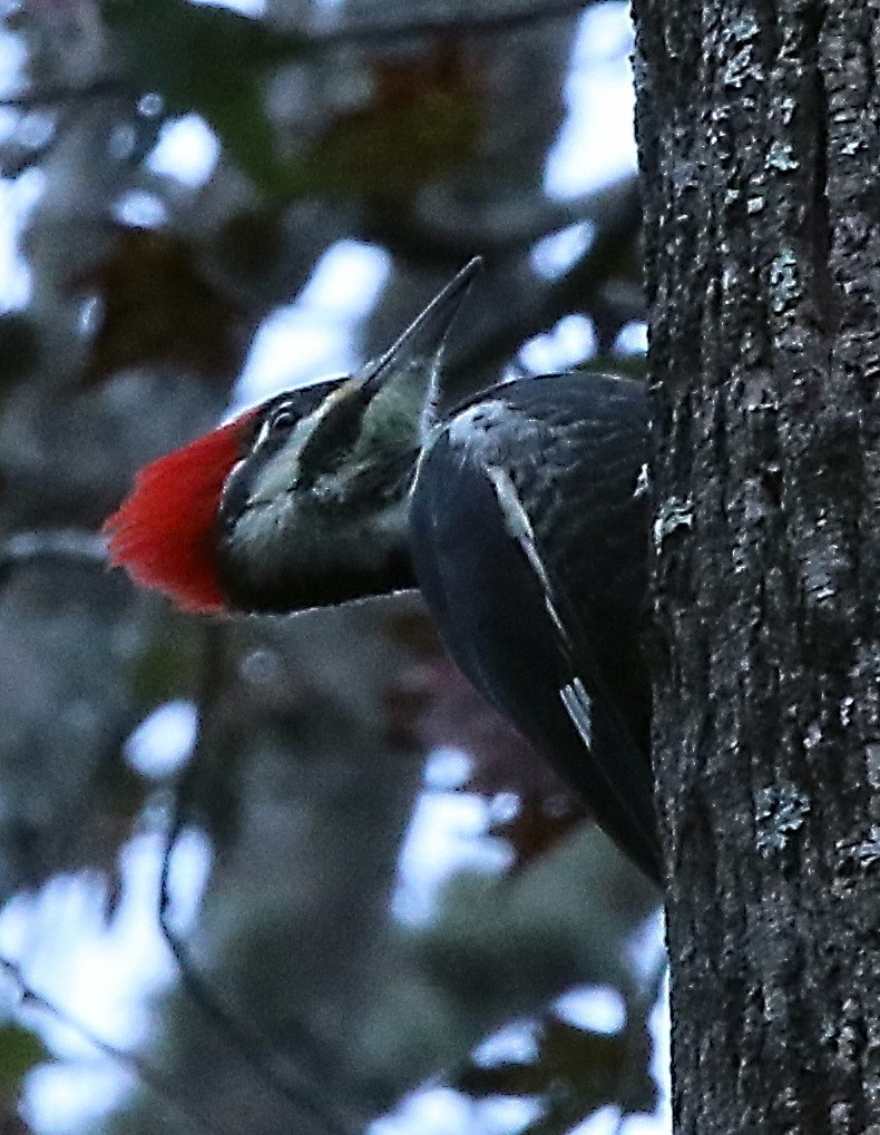 Pileated Woodpecker - ML188562391