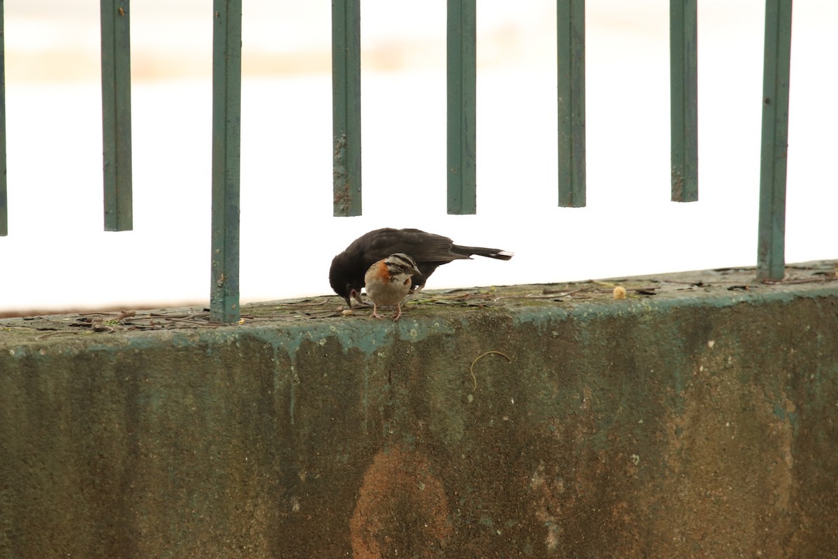 Rufous-collared Sparrow - ML188563961