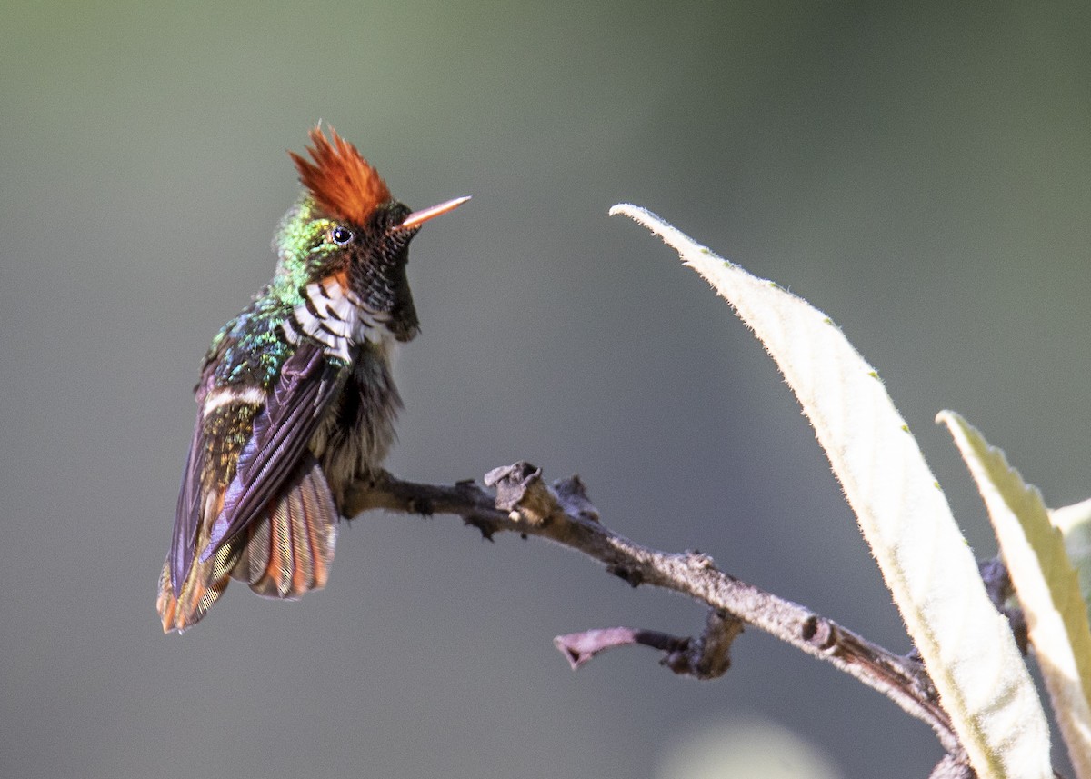 Frilled Coquette - ML188564371