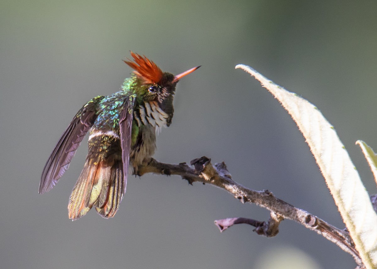 Frilled Coquette - ML188564531