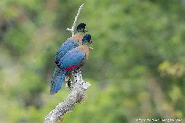 Purple-crested Turaco