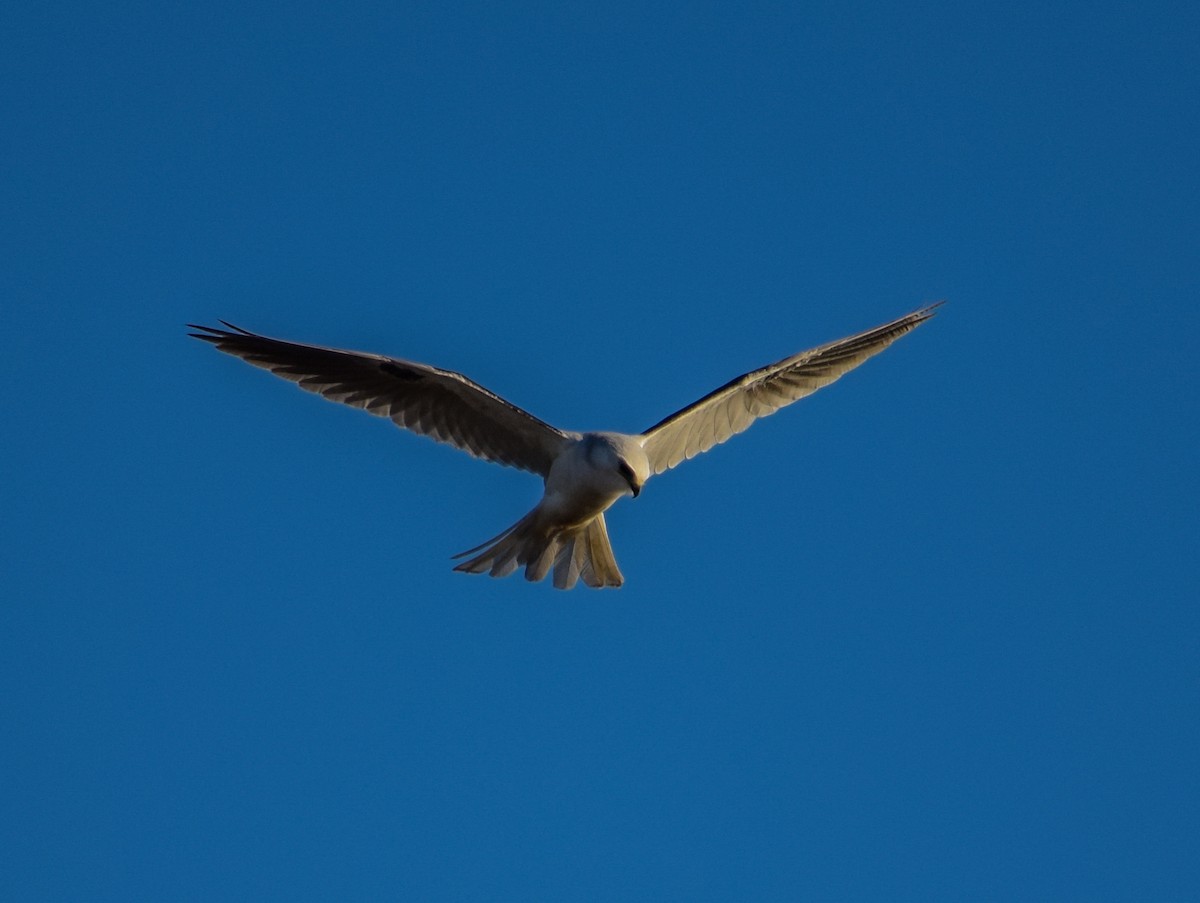 White-tailed Kite - ML188569601