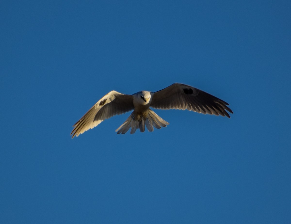 White-tailed Kite - ML188569631