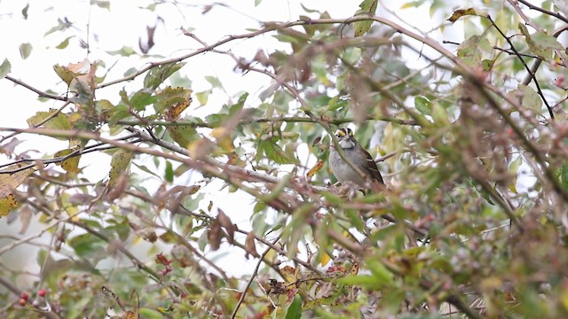 White-throated Sparrow - ML188570551