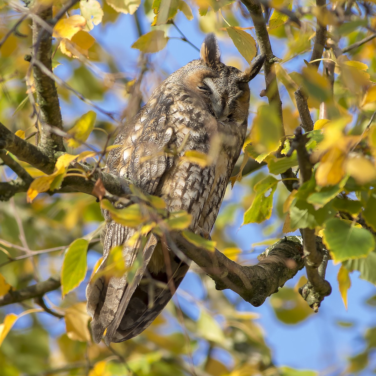 Long-eared Owl - ML188570921