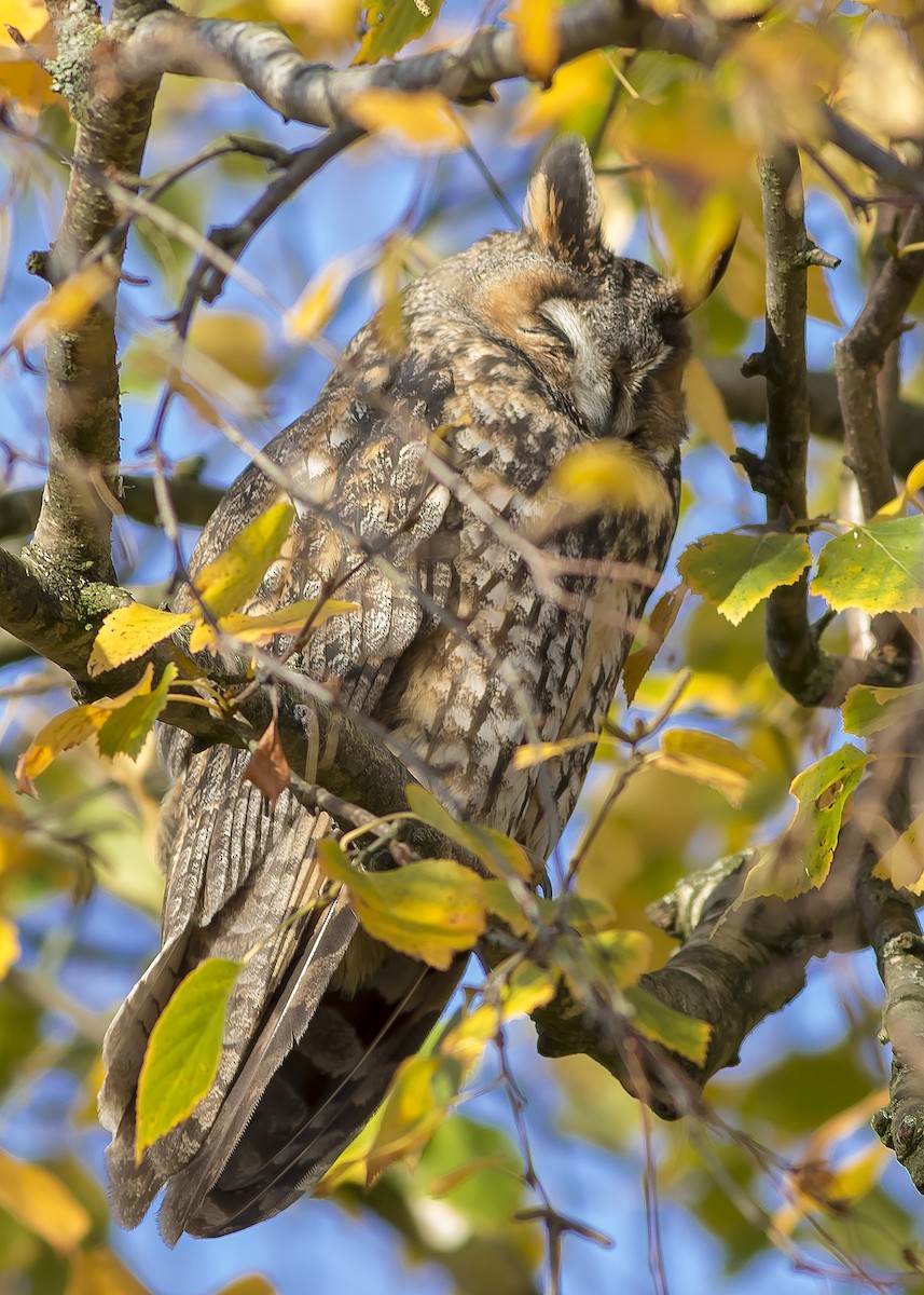 Long-eared Owl - ML188570931