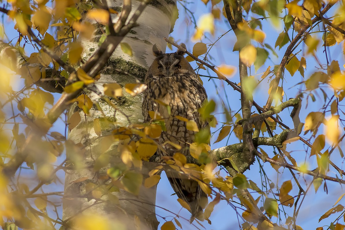 Long-eared Owl - ML188570941