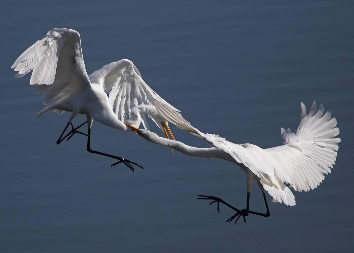 Great Egret - Andy Wraithmell