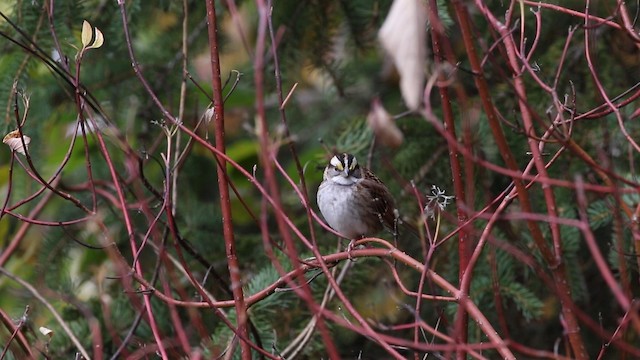 White-throated Sparrow - ML188573661