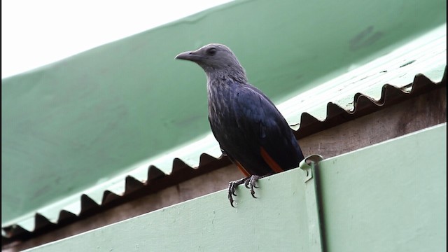 Red-winged Starling - ML188573671