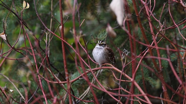 White-throated Sparrow - ML188573741