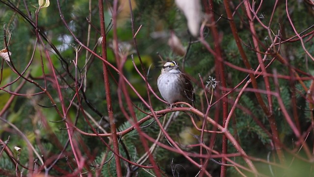 White-throated Sparrow - ML188573921