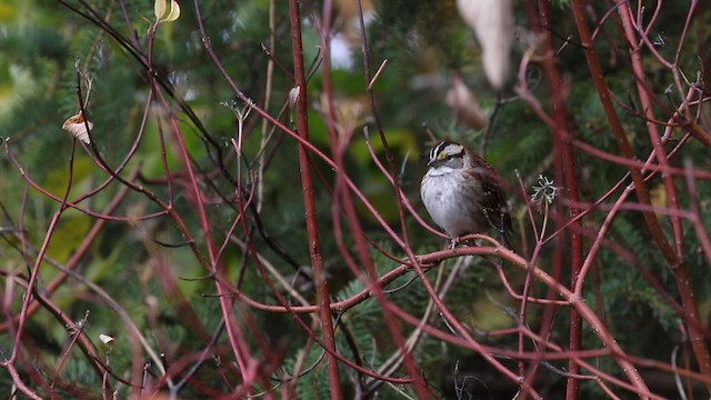 White-throated Sparrow - ML188574221