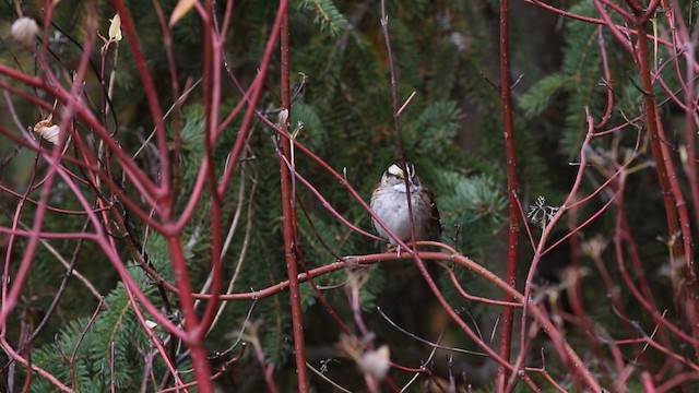 White-throated Sparrow - ML188574511