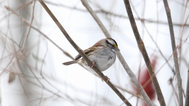 White-throated Sparrow - ML188576071