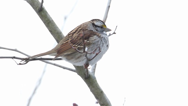 White-throated Sparrow - ML188576171
