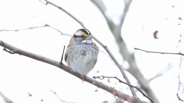 White-throated Sparrow - ML188576311