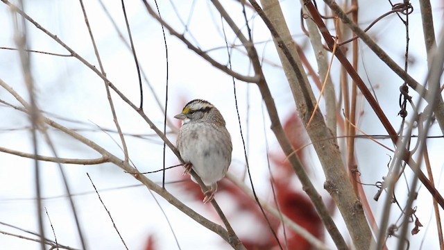 White-throated Sparrow - ML188576451